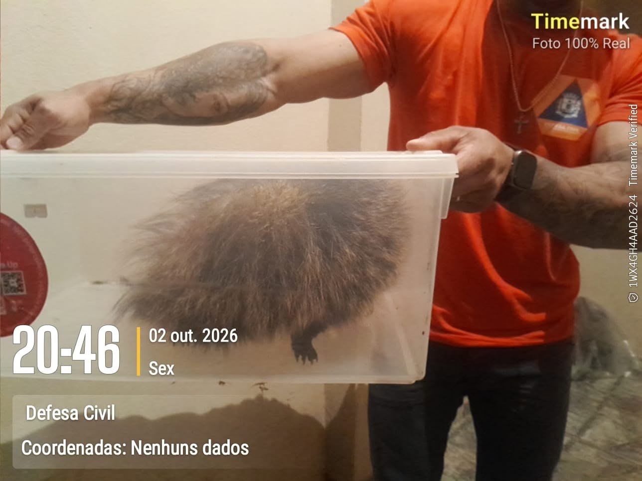 Ouriço-cacheiro é resgatado de dentro de imóvel em Taquarituba 