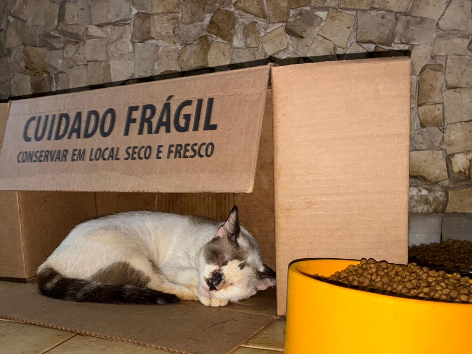 Após morte de protetora, grupo se une para encontrar novos lares para dezenas de gatos em Belém