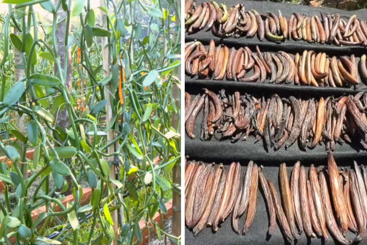 A especiaria rara de R$ 6 mil o quilo cultivada no Cerrado com ajuda de aranhas e polinização manual
