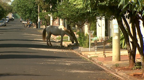 De cavalos comendo lixo na rua a esgoto estourado: moradores de Olinda  convivem com descaso