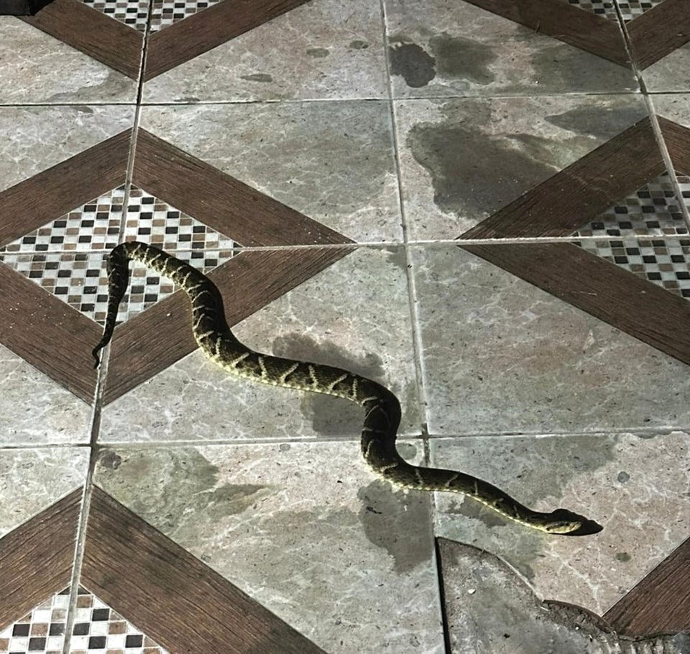Cobra venenosa encontrada em residência de Porto Velho — Foto: Reprodução