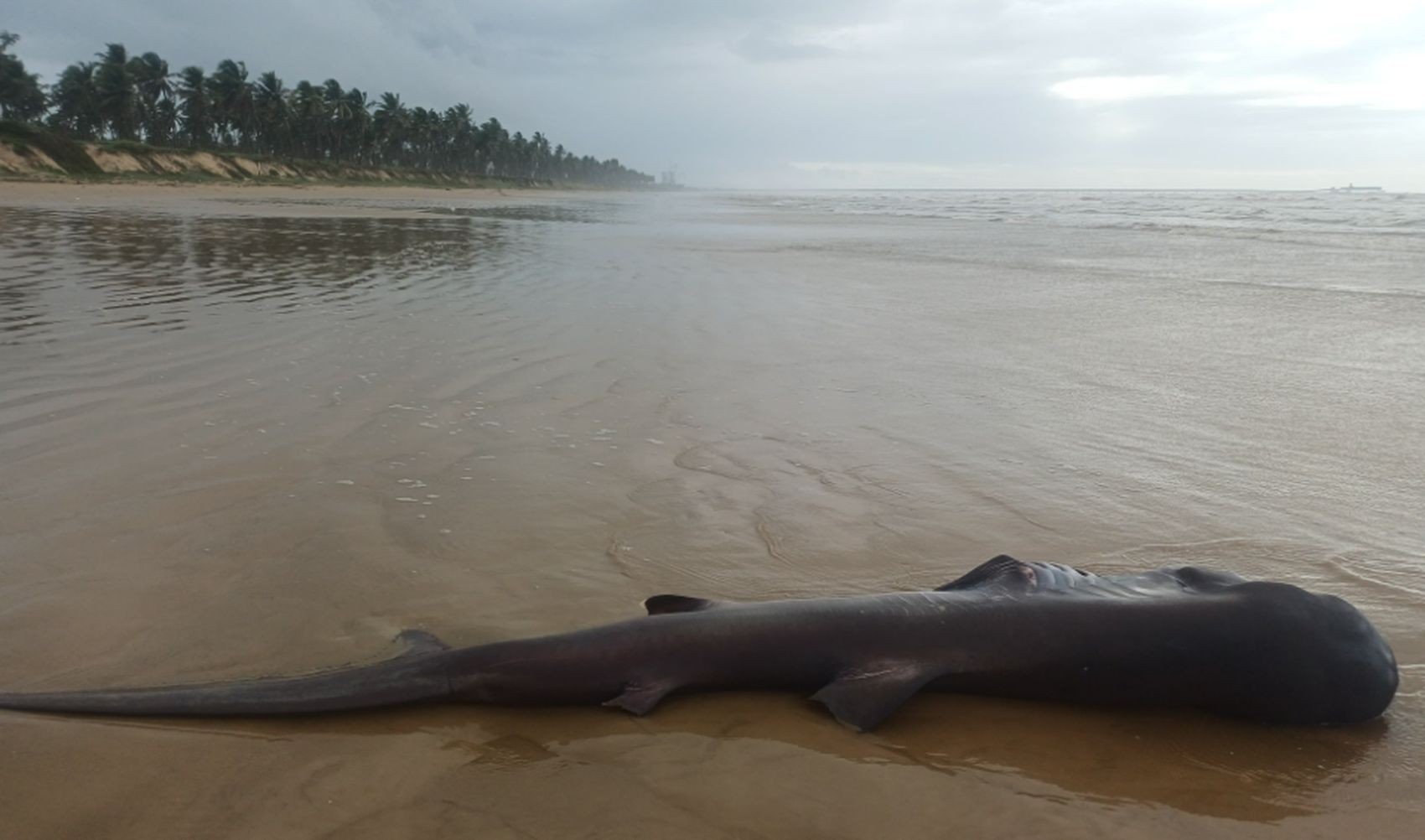 Tubarão Boca Grande pode chegar até 5m de comprimento e pesar uma tonelada — Foto: Projeto Tamar