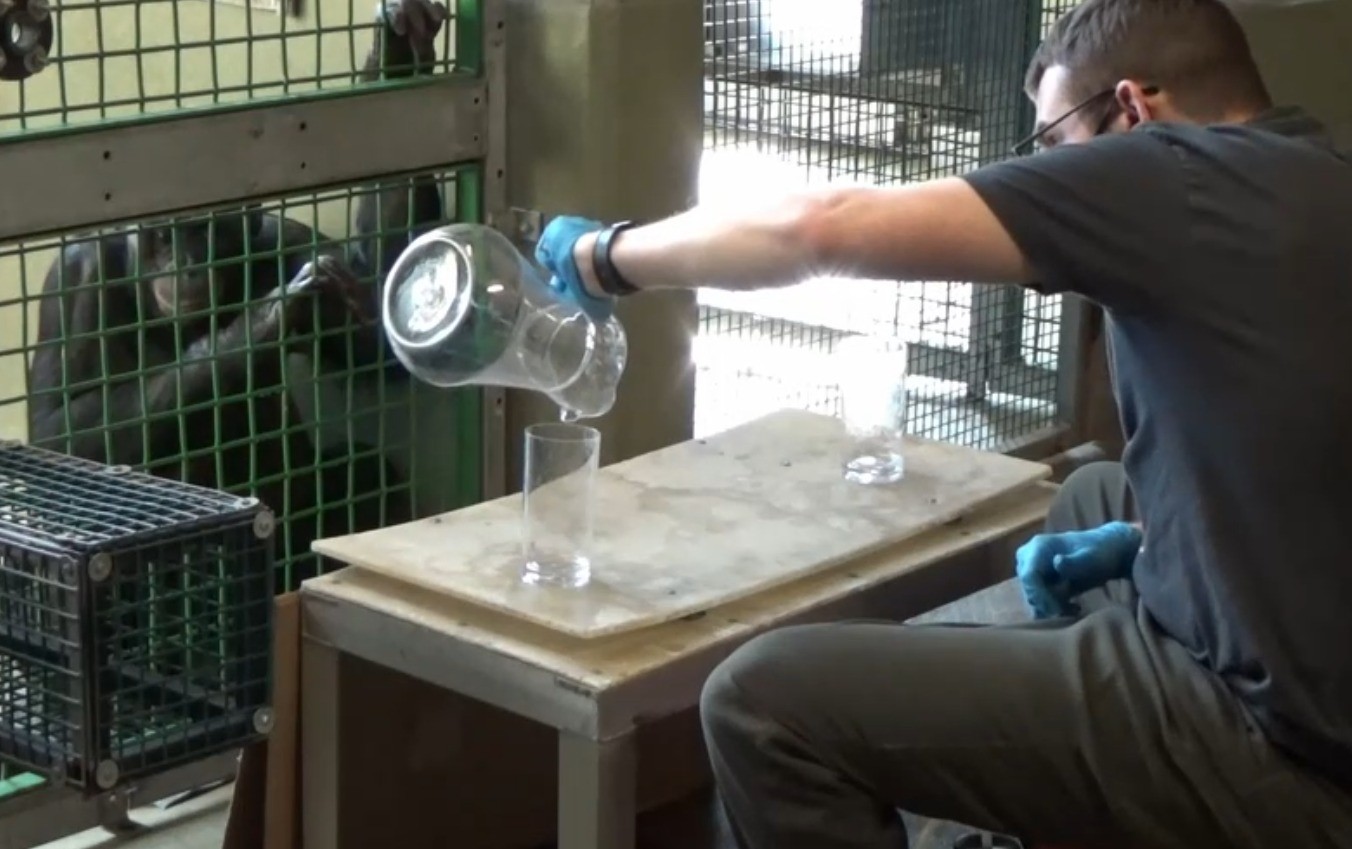 Experimento inédito sugere que primatas podem ter capacidade de imaginação