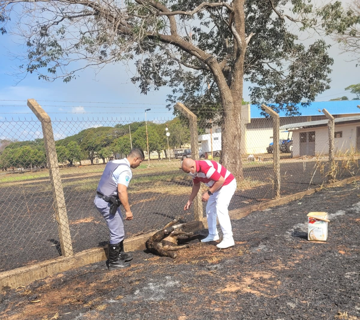 Morre tamanduá-bandeira gestante que teve 90% do corpo queimado em incêndio em Araçatuba