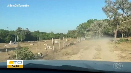 Órgãos ambientais alertam para impactos causados pela criação de gado na Ilha do Bananal