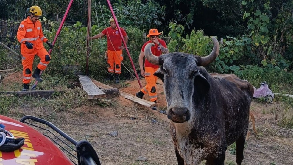 Vaca foi resgatada após cair em cisterna de mais de 2 metros de profundidade em Formiga — Foto: Corpo de Bombeiros/Divulgação