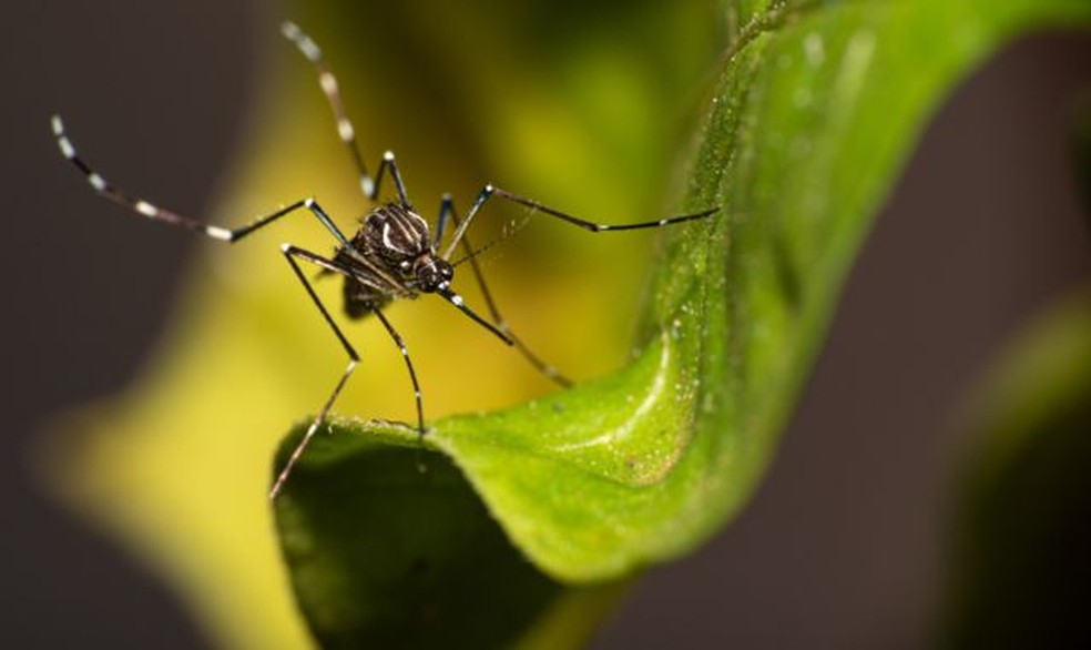 Menor do que os mosquitos comuns, o Aedes aegypti possui listras brancas no tronco, cabeça e pernas — Foto: GETTY IMAGES