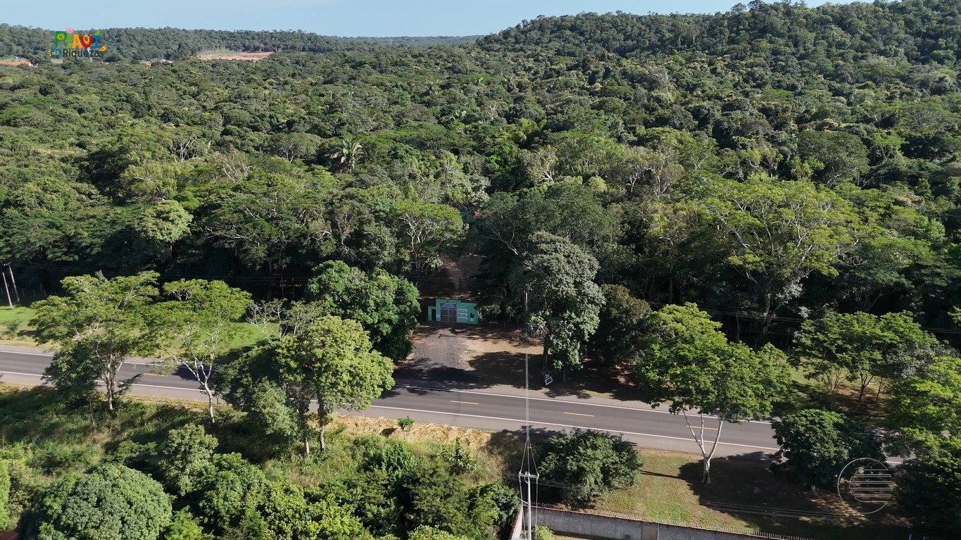Floresta Nacional: primeira Flona do Piauí abriga árvores e pássaros ameaçados de extinção