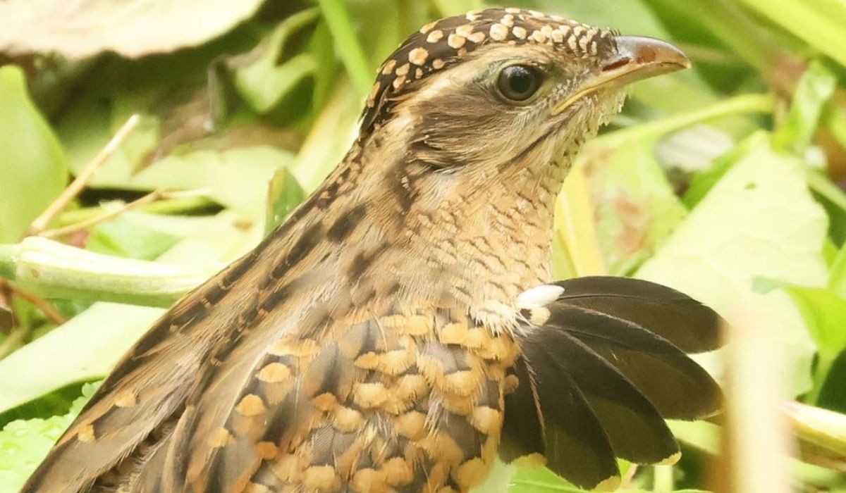 VÍDEO: 'Saci' exibe 'asas falsas' em comportamento raro flagrado no litoral de SP