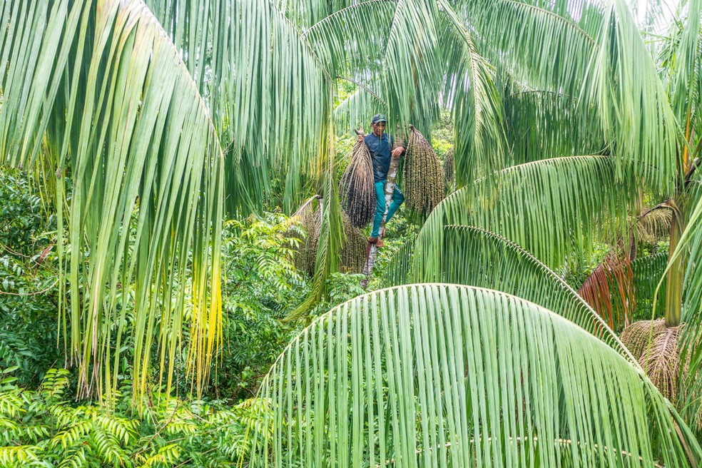 Parte da população local faz da floresta sua fonte de renda. — Foto: Divulgação/André Dib