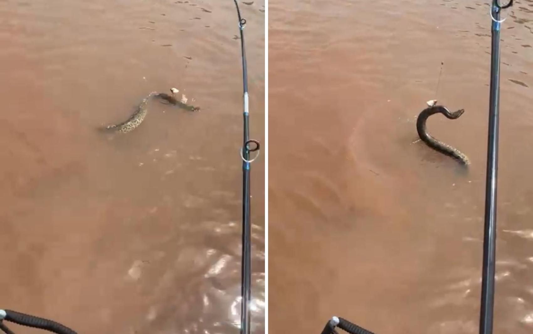 Pescador se surpreende ao pescar sucuri no Rio Araguaia; vídeo | G1