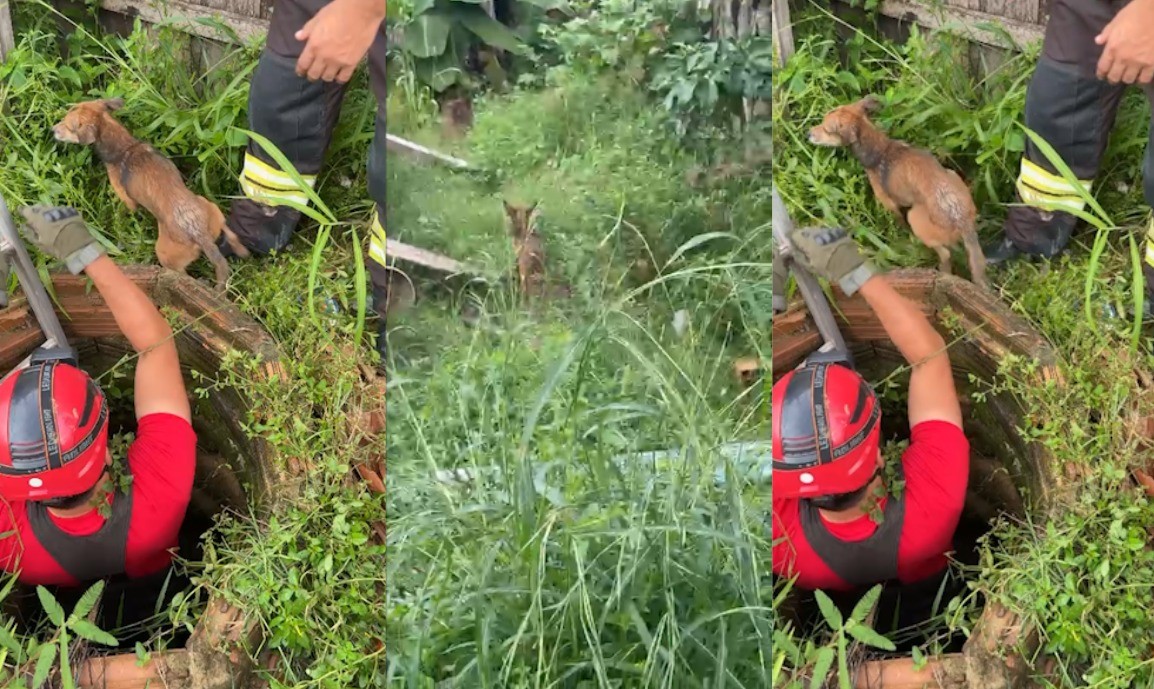 Cachorro é salvo por bombeiros após cair em poço de quatro metros em Paragominas, no Pará