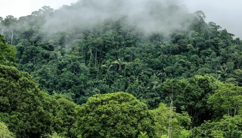 Famílias de comunidades tradicionais no AC podem receber até R$ 8 mil para manter floresta em pé; Saiba mais