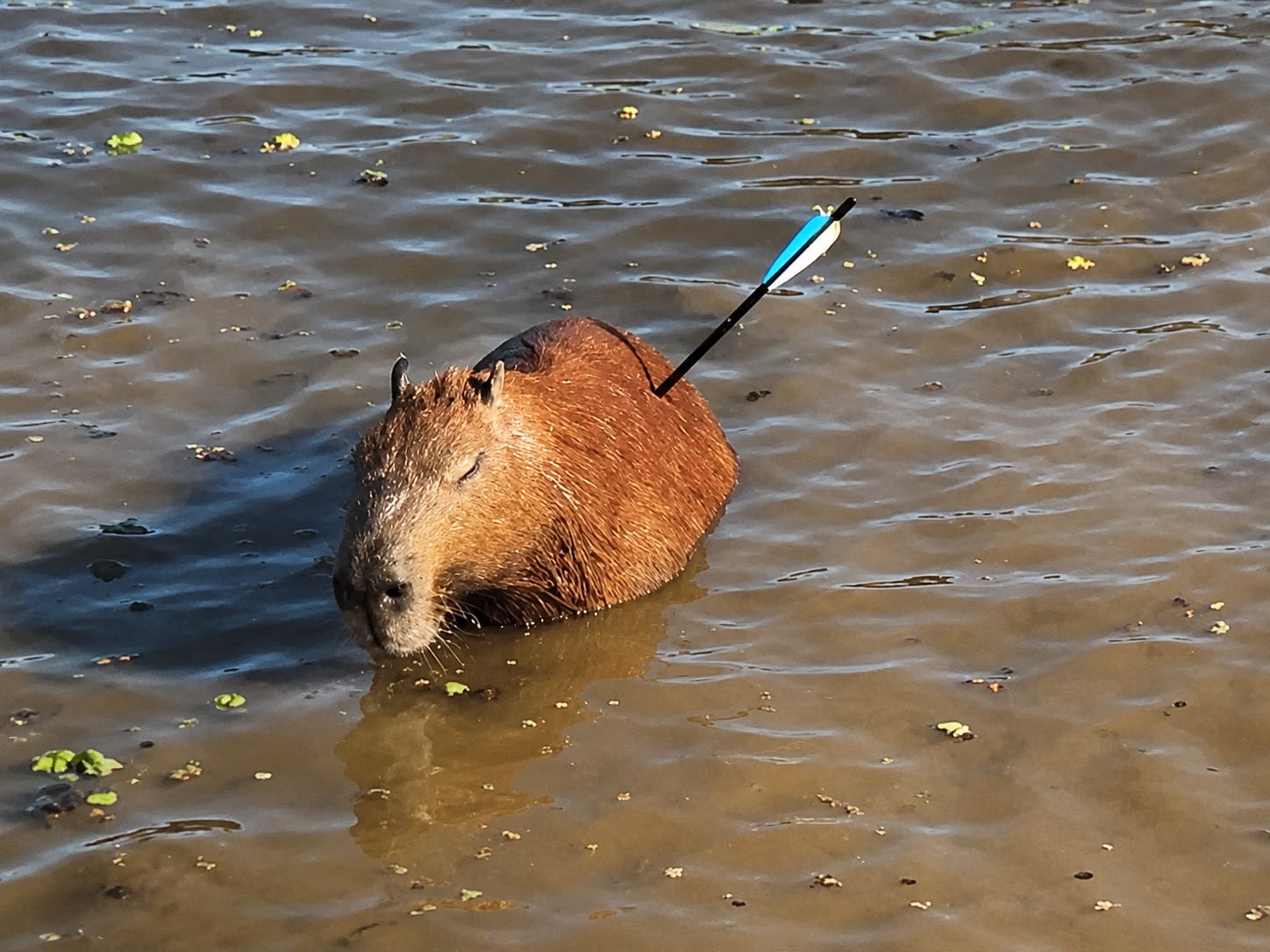 Capivara com flecha cravada no corpo é resgatada na Represa Guarapiranga, Zona Sul de SP