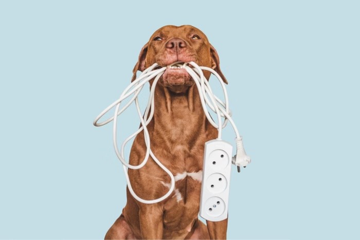 Equatorial Maranhão dá dicas para evitar acidentes elétricos com pets 