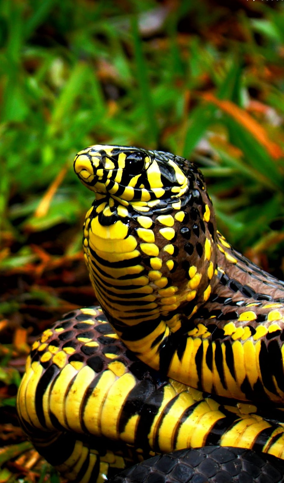 Podendo chegar a até 2,5m de comprimentos, a caninana é considerada uma das maiores cobras da Mata Atlântica. — Foto: Willianilson Pessoa
