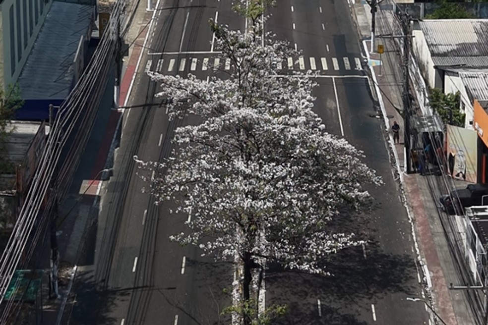 Ip&ecirc;s come&ccedil;am a florescer e mudam paisagem da Avenida Djalma Batista, em Manaus. &mdash; Foto: William Duarte/Rede Amaz&ocirc;nica