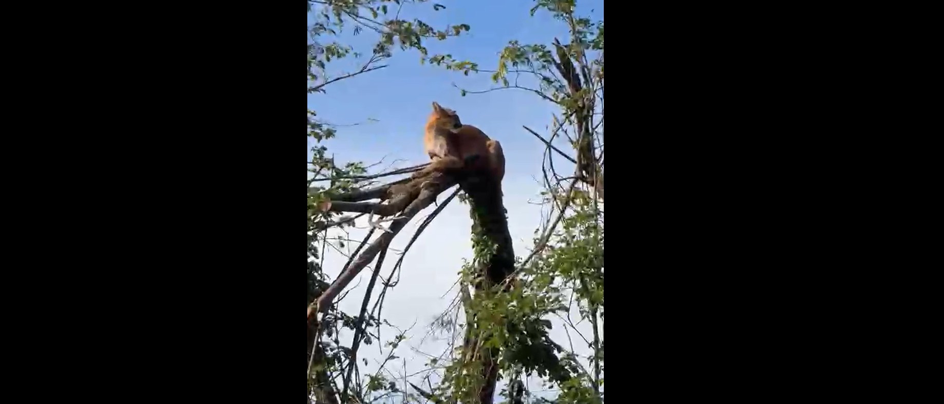 VÍDEO: onça-parda sobe em árvore e mobiliza equipes em Limeira 