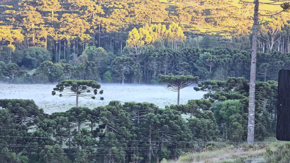 Em pleno verão, SC tem campos com geada e temperatura abaixo de 5ºC — Foto: Mycchel Legnaghi/Divulgação