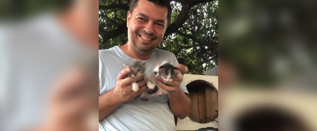 VÍDEO: publicitário encontra filhotes de gato dentro de caixa de som do carro no interior de SP