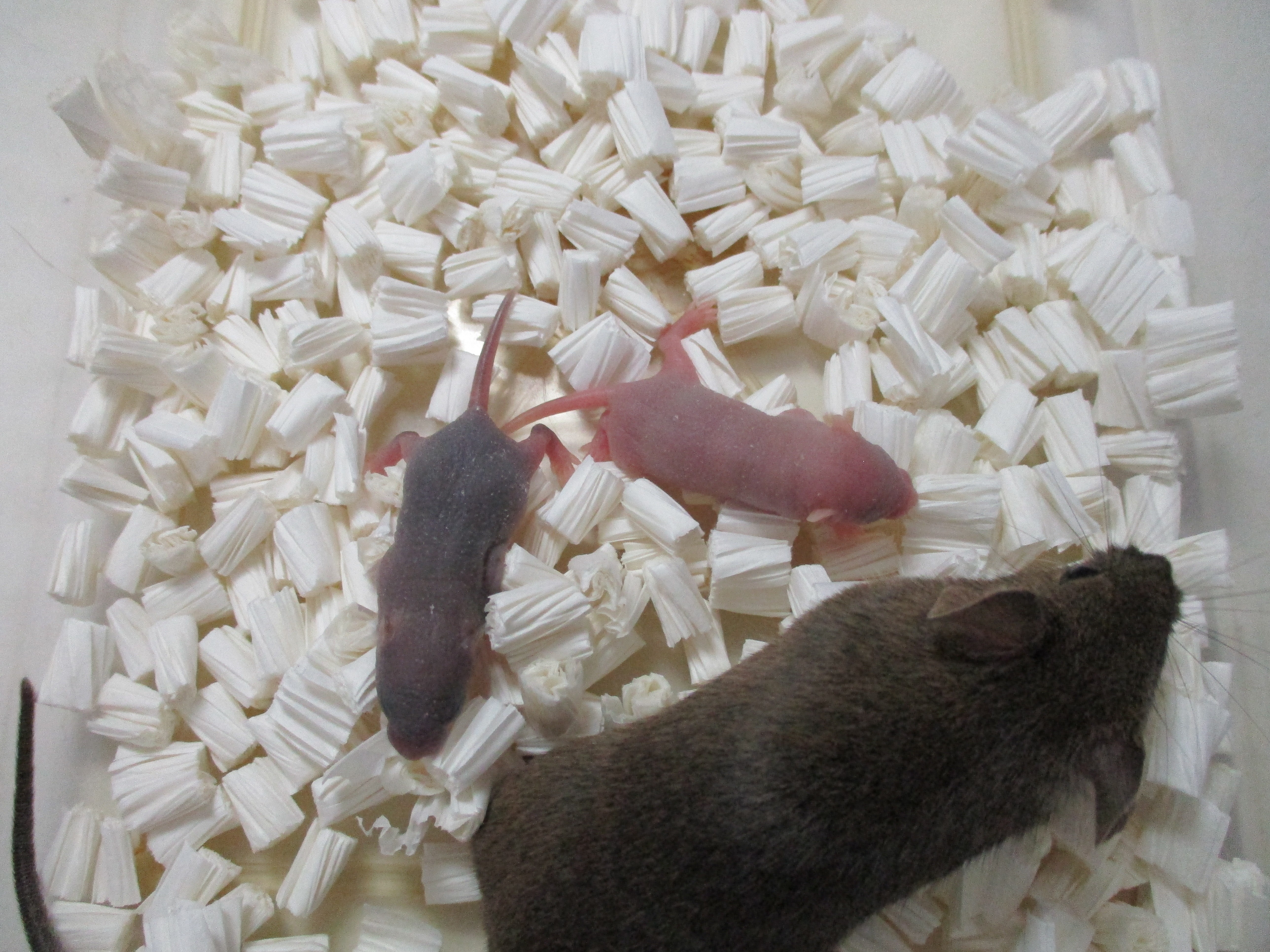 
O que acontece quando um clone é clonado repetidas vezes? Ciência finalmente tem a resposta