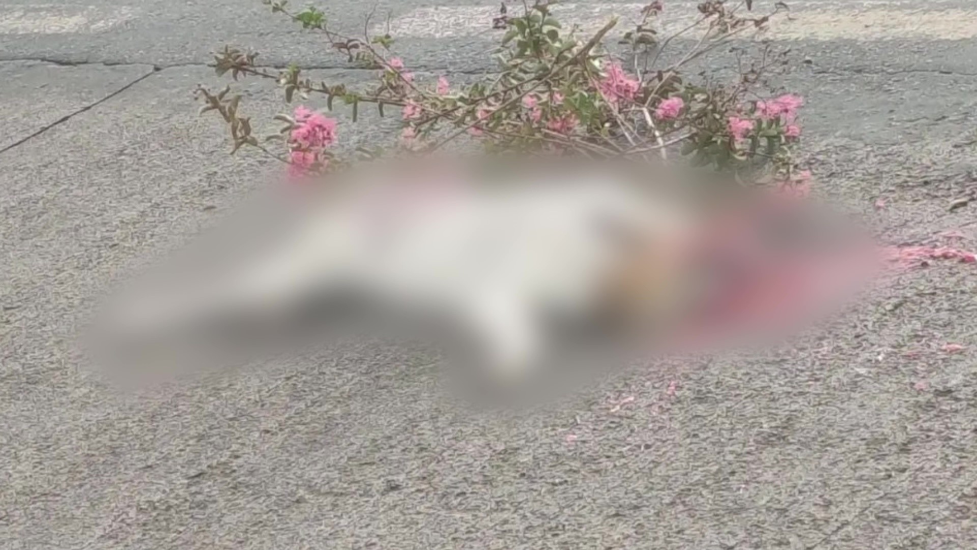 Polícia vai investigar tutora e motorista que atropelou cão duas vezes em Ribeirão Preto