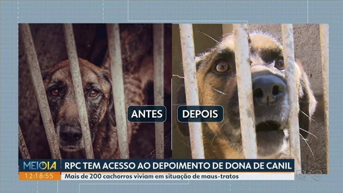 RPC tem acesso ao depoimento da dona de canil onde mais de 200 cachorros  foram resgatados