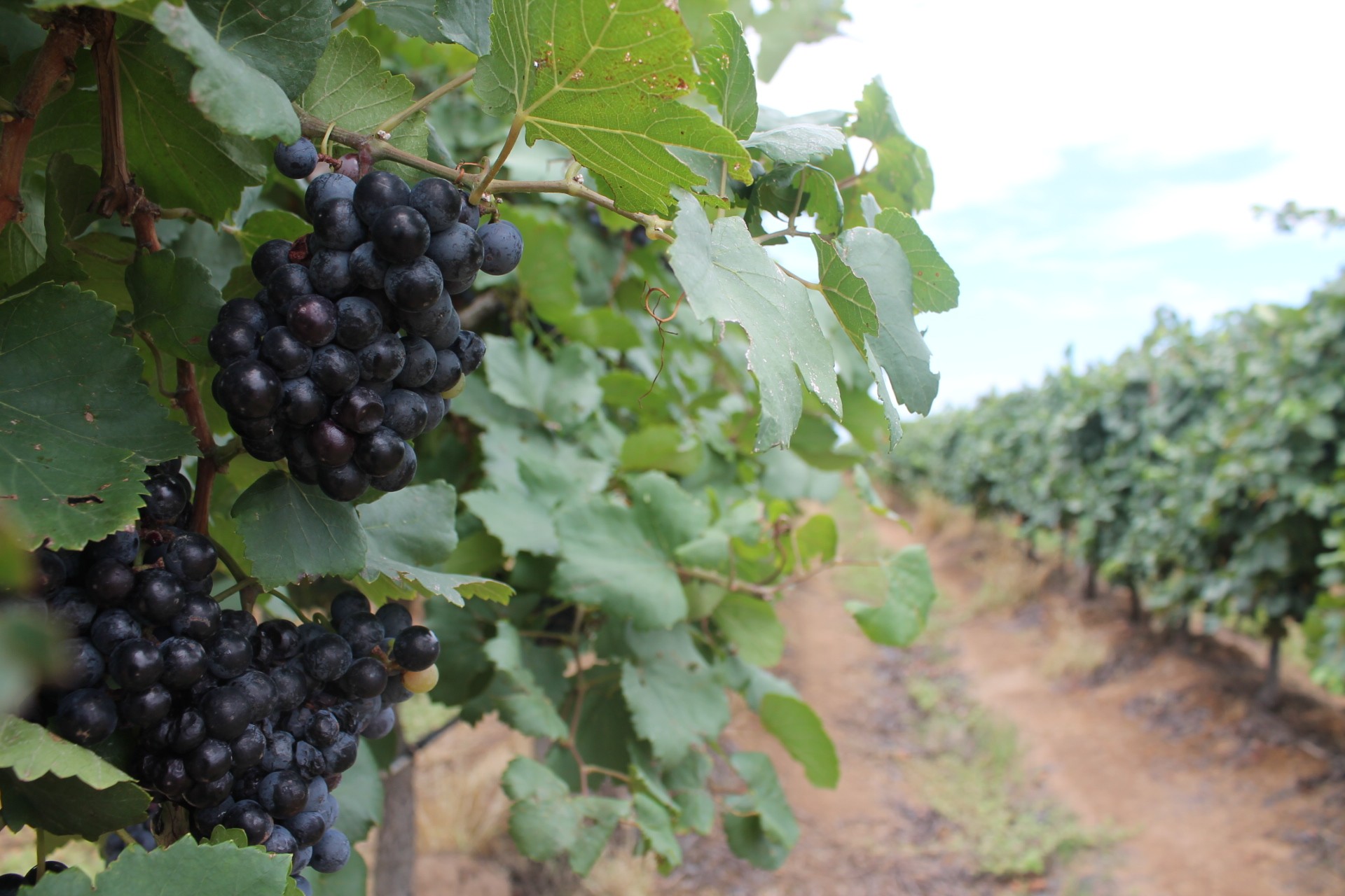 Único do Norte e Nordeste, curso de viticultura e enologia do IFSertãoPE recebe nota máxima em avaliação do MEC