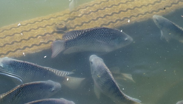Tilápia-do-nilo (Oreochromis niloticus) é uma das mais dispersas no país — Foto: Corey Farwell/iNaturalist