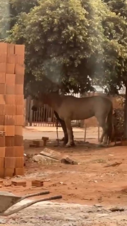 VÍDEO: câmera flagra homem amarrado sendo arrastado por cavalo em MS