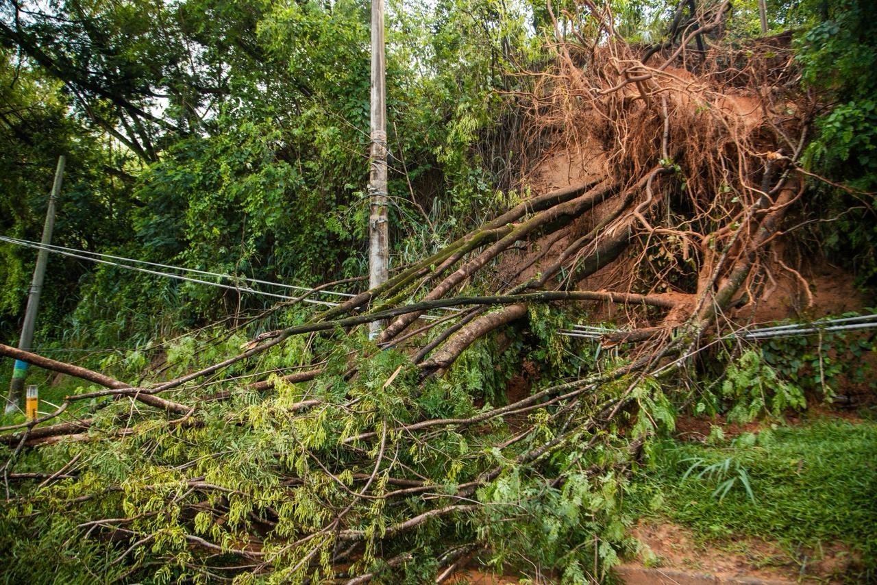 Árvore cai e causa transtornos na RJ-127 em Paracambi