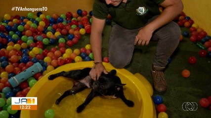 Saiba quais medidas ajudam os animais a enfrentar o calor