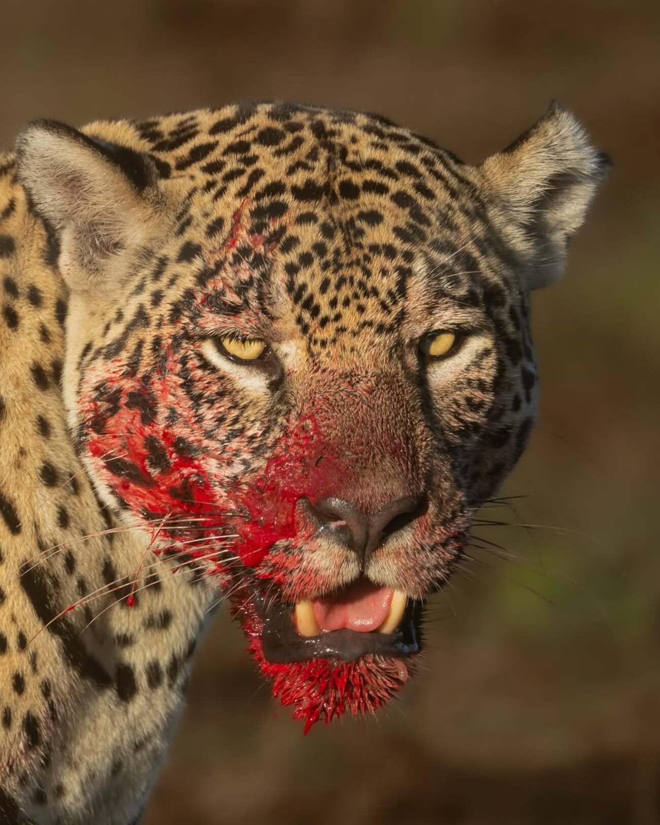 Onça-pintada é fotografada com rosto coberto de sangue após caça no Pantanal; veja fotos raras