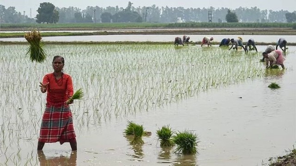 Agricultores plantam mudas de arroz em uma fazenda inundada na &Iacute;ndia &mdash; Foto: AFP via BBC