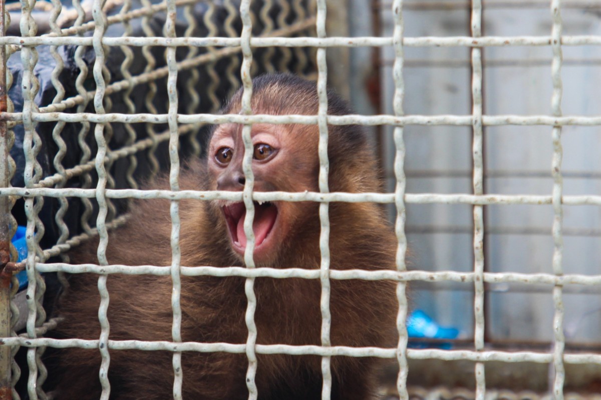 Macaco-prego em situação de vulnerabilidade é resgatado em casa em São Vicente, SP