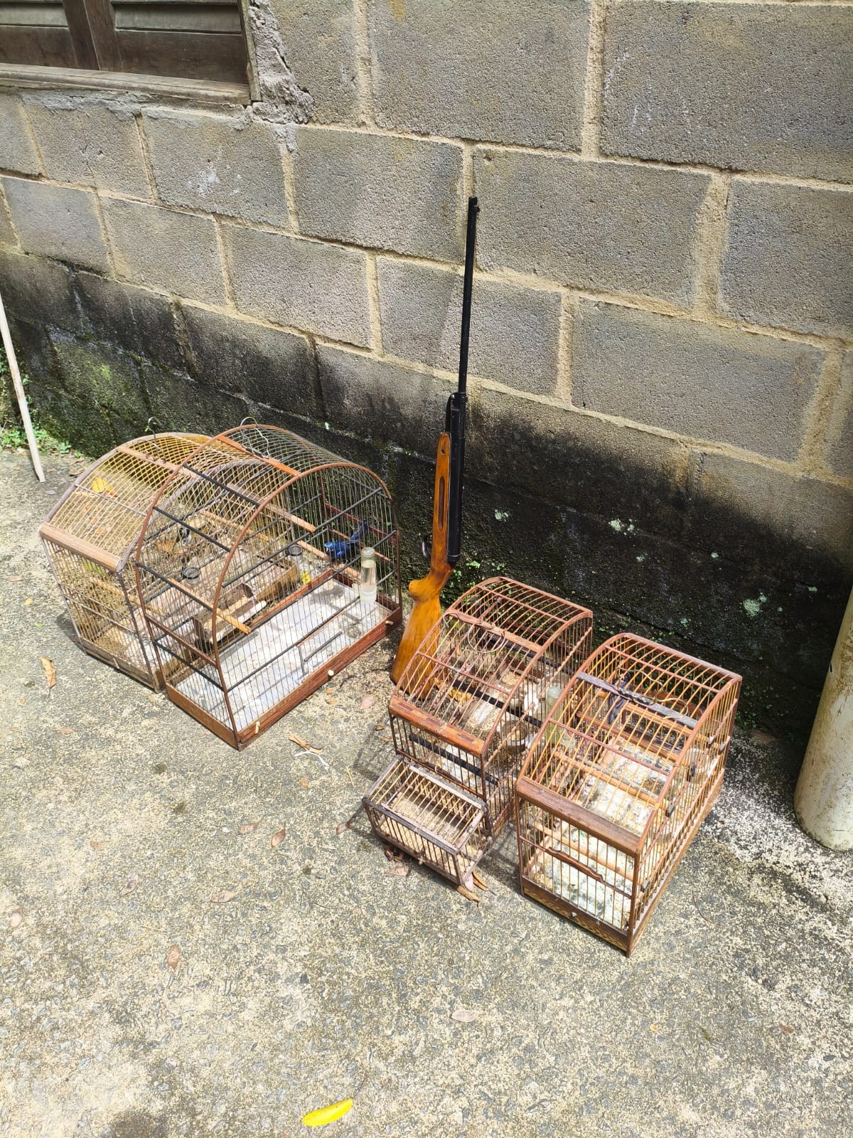 Aves silvestres sem registro são apreendidas em Mendes
