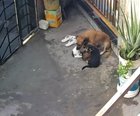 Suspeito é preso por matar cachorro afogado e agredir outros na Zona Leste de Manaus