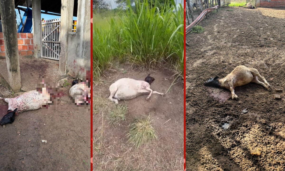 Treze ovelhas morrem após ataques de cães em propriedade rural no interior da Bahia