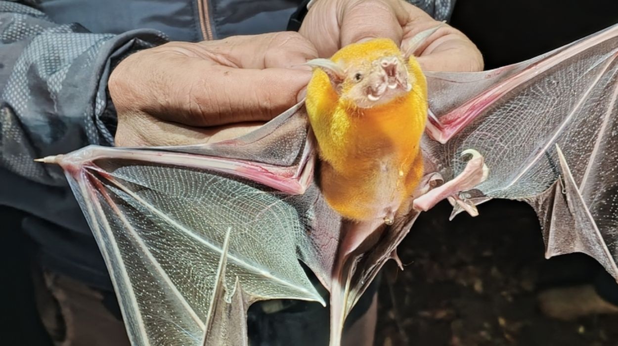 Ciência encontra mais mamíferos nos trópicos; muitos podem sumir antes de serem conhecidos