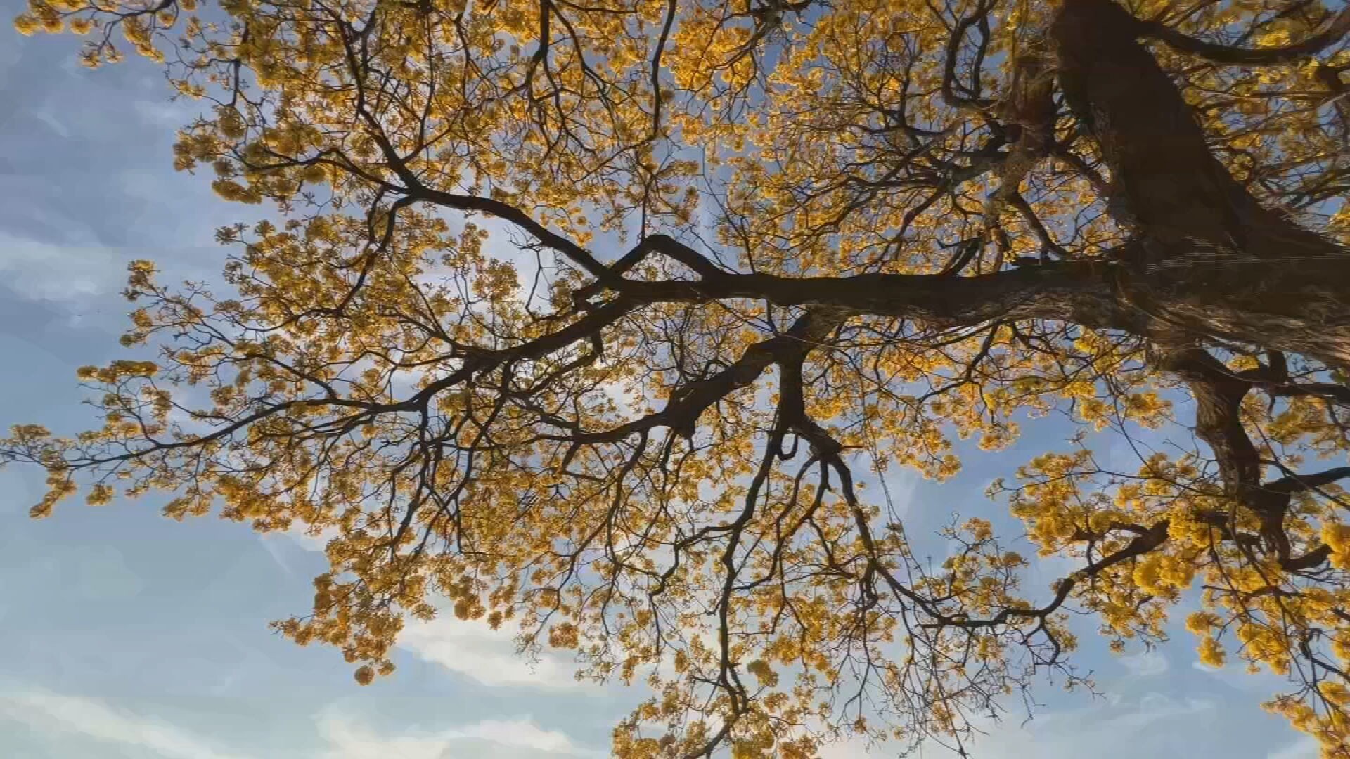Primavera no Piauí terá calor intenso e chuvas irregulares