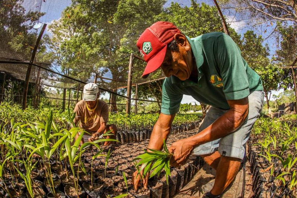 Produção de açaí no Pará — Foto: Agência Pará