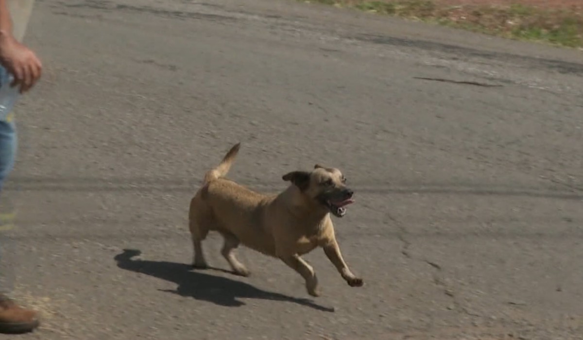 Cão mascote de empresa de reciclagem de óleo sai ileso de incêndio em Cordeirópolis 