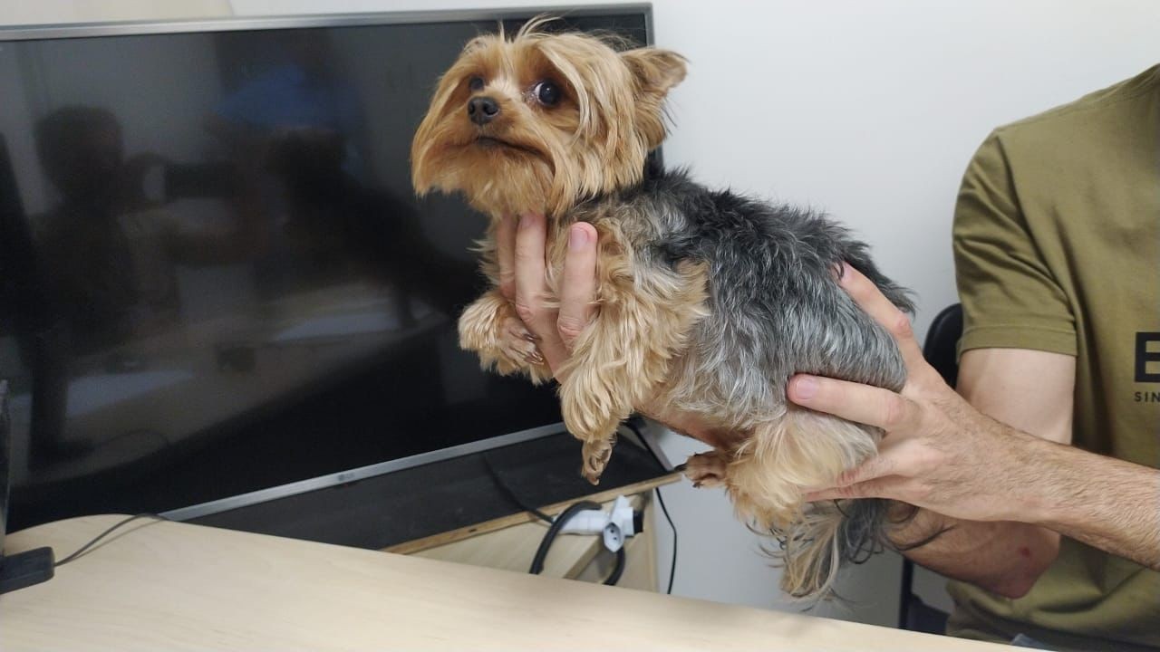 Cachorra roubada durante passeio em Brasília é encontrada pela PF no aeroporto de João Pessoa 