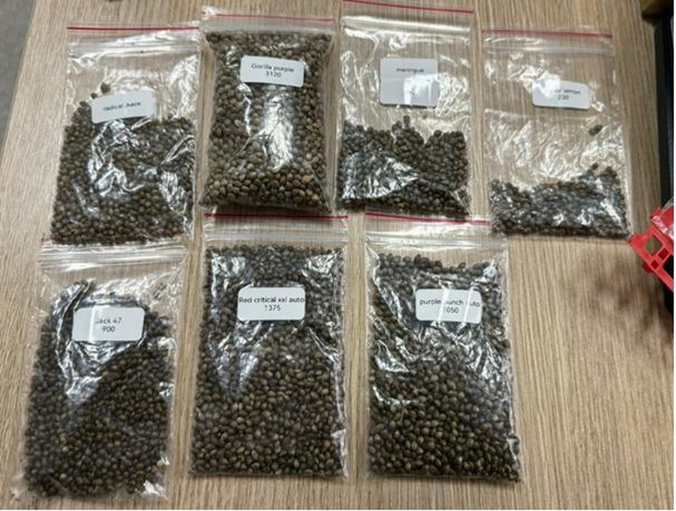 Polícia apreende sementes de maconha vendidas por grupo suspeito de esquema criminoso no DF — Foto: PCDF/Reprodução