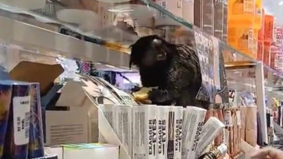 VÍDEO: mico invade loja de cosméticos em Belo Horizonte