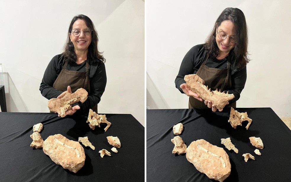 Sandra Tavares e o fóssil de Epoidesuchus tavaresae — Foto: Arquivo pessoal