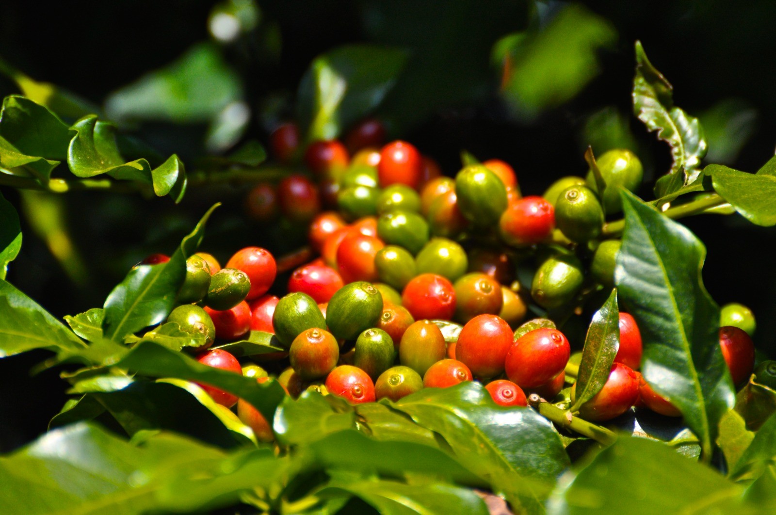 Colheita de café atinge 67,3% e segue atrás do ritmo dos últimos dois anos nas lavouras de MG e SP