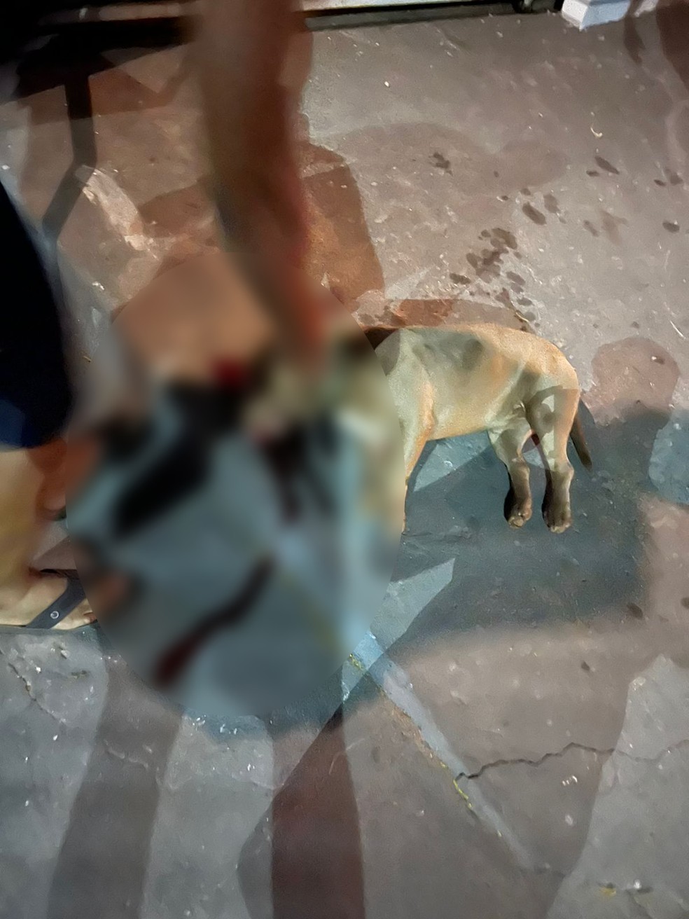 Cachorro morreu a tiros em Cuiabá — Foto: Reprodução