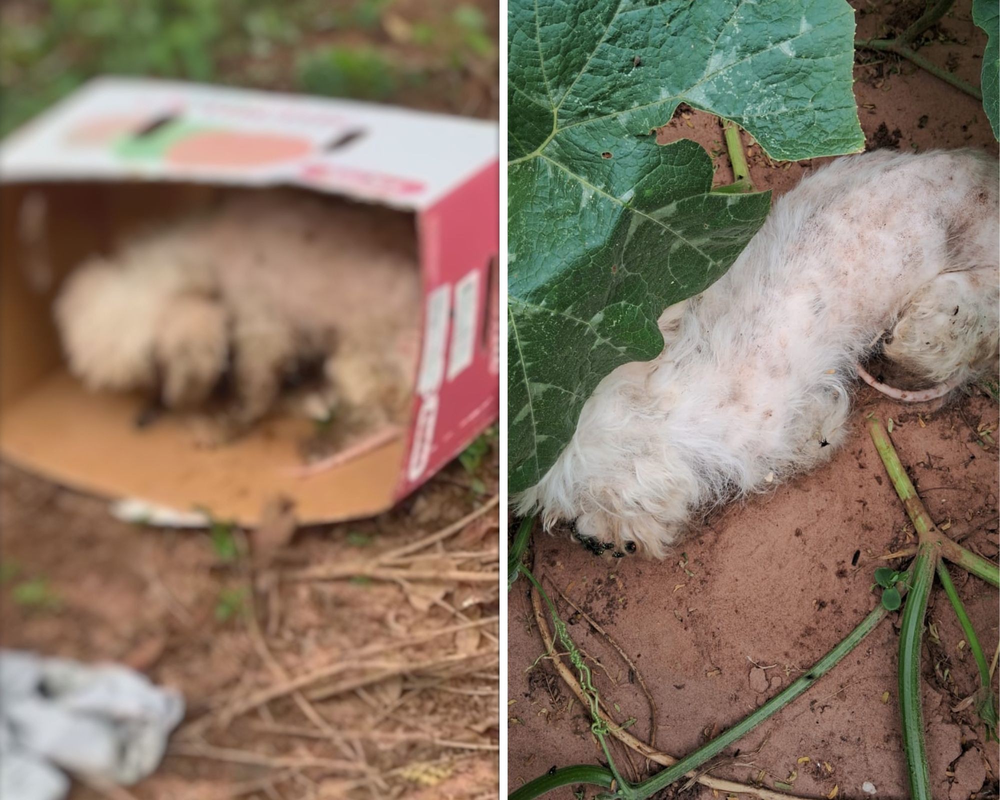 VÍDEO: cachorro com sinais de maus-tratos é abandonado em caixa de papelão no interior de SP