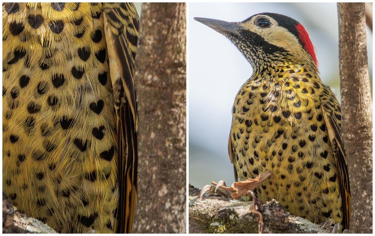 Corações nas penas e pólen na cabeça: fotógrafo amador revela beleza oculta da fauna da região de Sorocaba